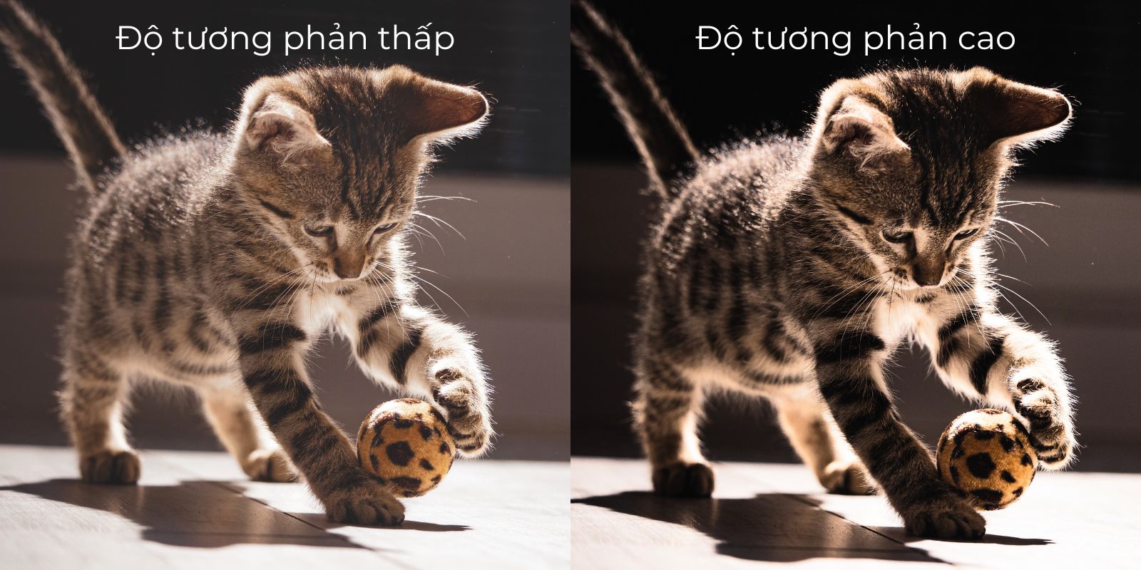 so sánh độ tương phản thấp và cao